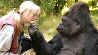 Gorila betina bernama Koko itu dilaporkan mati dengan tenang dalam tidurnya di sebuah cagar alam milik Gorilla Foundation (Yayasan Gorila) di pegunungan Sana Cruz, California, Amerika Serikat. Foto: dok. Gorilla Foundation