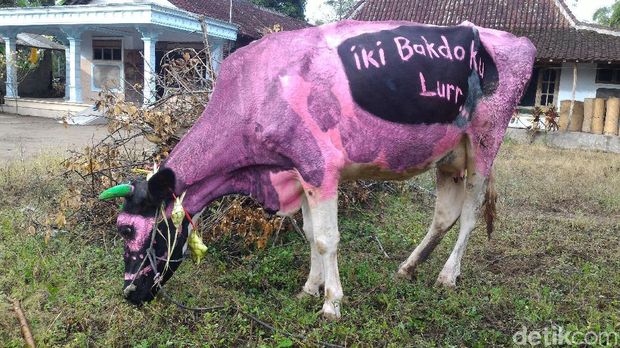 Di Boyolali, Bahkan Sapi juga Punya Hari Khusus Berlebaran