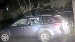 Foto: Detik-detik Penyelamatan Beruang Terperangkap dalam Mobil