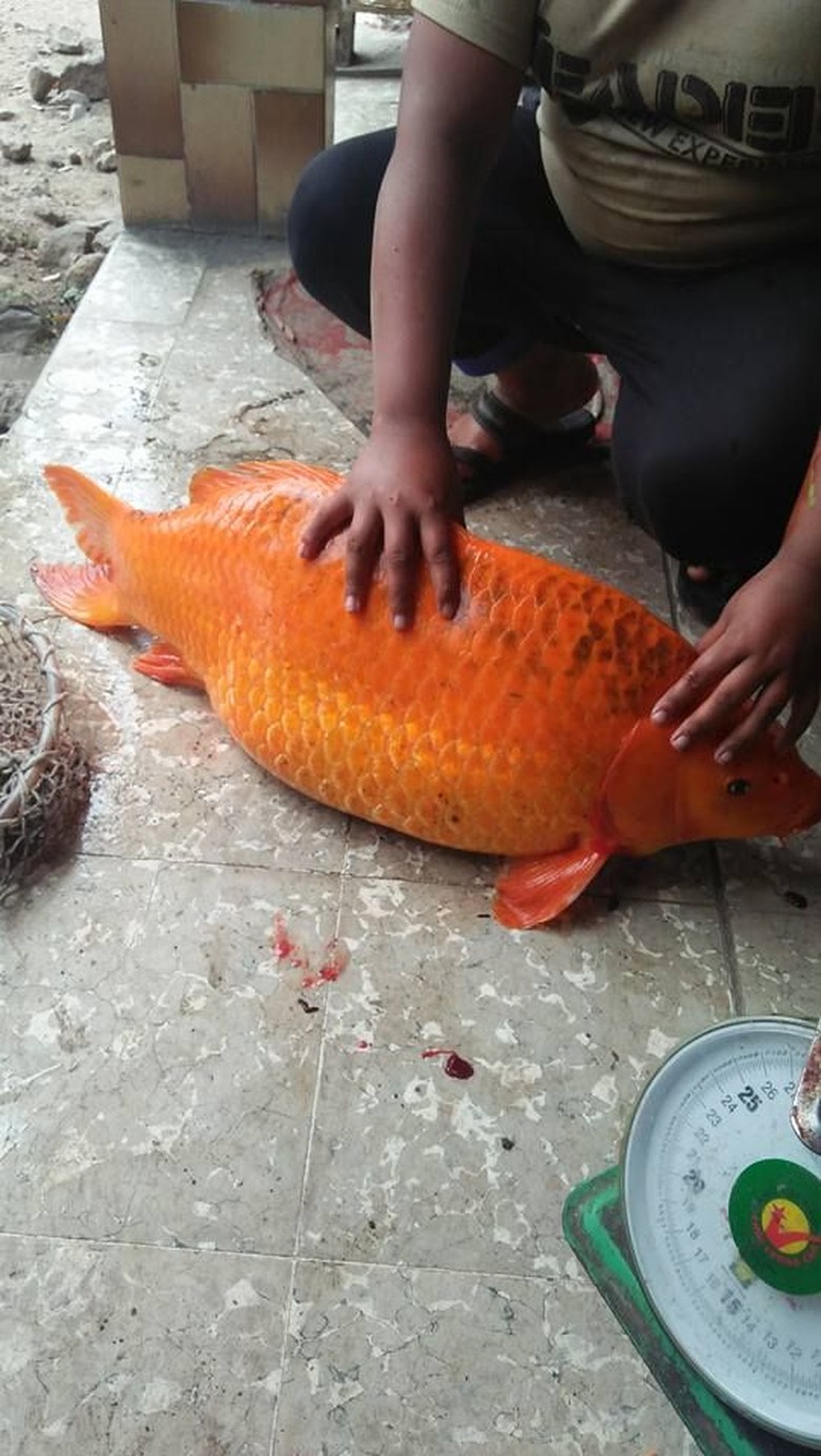 Penampakan Ikan  Mas  Raksasa yang  Ditangkap di  Danau  Toba 