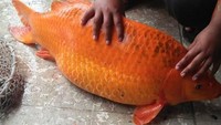 Isu penangkapan ikan mas berukuran besar di Danau Toba, Sumatera Utara, dikait-kaitkan dengan tenggelamnya KM Sinar Bangun. Isunya viral di media sosial (medsos). Polisi meminta masyarakat tak mengait-ngaitkan tragedi ini dengan hal-hal lain. (FB/Martha Naenggolan)