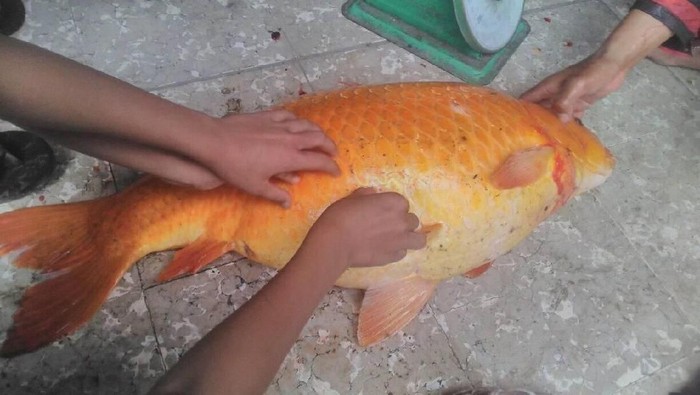 Penampakan Ikan Mas Raksasa Yang Ditangkap Di Danau Toba