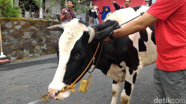 Di Boyolali, Bahkan Sapi juga Punya Hari Khusus Berlebaran