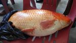 Penampakan Ikan Mas Raksasa yang Ditangkap di Danau Toba