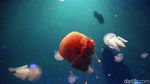 Seaworld Destinasi Wisata Favorit Warga Jakarta