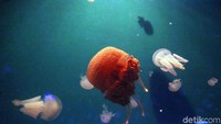 Makhluk laut berjenis Coelenterata ini menjadi salah satu hewan laut yang paling disukai pengunjung karena warnanya yang cantik.