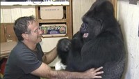 Koko juga dikenal menjalin persahabatan dengan sejumlah selebritis Amerika, termasuk mendiang aktor dan komedian Robin Williams. Foto: dok. YouTube