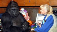 Pihak Gorilla Foundation menyatakan seperti dilansir The Guardian, Jumat (22/6/2018), Koko mati dengan tenang dalam tidurnya pada Selasa (19/6) waktu setempat. Pihak yayasan menyatakan bahwa Koko akan sangat dirindukan. Foto: dok. Gorilla Foundation