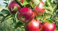 Ini 6 Makanan Khas Malang yang Bisa Jadi Buah Tangan Enak