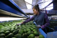 Tak Cepat Bonyok! Alpukat Ini Dilapisi Bubuk Lemak Khusus