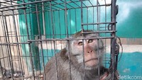 Kemunculan monyet dikhawatirkan warga yang bermukim di Pondok Mitra Lestari, Jatiasih. Monyet ini menyerang warga yang melintas di depannya.
