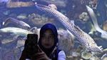 Seaworld Destinasi Wisata Favorit Warga Jakarta