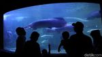 Seaworld Destinasi Wisata Favorit Warga Jakarta