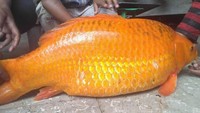 Meski demikian, ternyata ukuran ikan mas di Danau Toba memang benar-benar besar. Sejumlah netizen membagikan foto-foto hasil tangkapan ikan mas di Danau Toba lewat akun Facebook mereka. Foto: FB/Marlince Sitorus