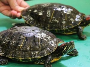 Ajak Kura-kura Keluar, Wanita Kena Denda 6,8 Juta di Italia