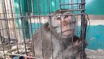 Foto: Ini Nih Monyet Liar yang Bikin Warga Bekasi Resah