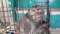 Kemunculan monyet menurutnya sudah sejak beberapa bulan lalu. Namun sebulan terakhir, kemunculan monyet di permukiman lebih sering.  