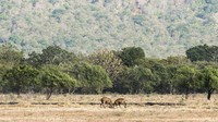 Dua rusa beradu kepala di padang sabana Bekol di Taman Nasional Baluran, Situbondo, Jawa Timur, Jumat (22/6). ANTARA FOTO/M Agung Rajasa.