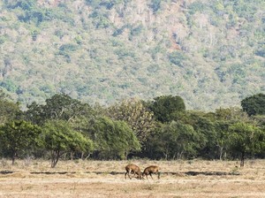 Taman Nasional Baluran: Daya Tarik Wisata, Sejarah, Biaya, dan Lokasi