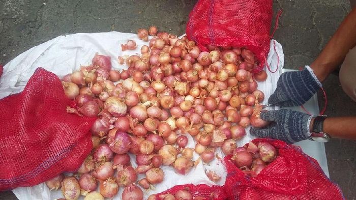 Bawang Merah Palsu/Foto: Dok. Kementan Bawang Merah Palsu/Foto: Dok. Kementan