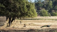 Burung merak melintas di padang sabana Bekol di Taman Nasional Baluran, Situbondo. ANTARA FOTO/M Agung Rajasa.