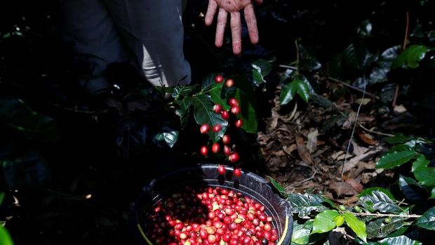 A worker harvests arabica coffee cherries at a plantation near Pangalengan, West Java, Indonesia May 9, 2018. Picture taken May 9, 2018. REUTERS/Darren Whiteside