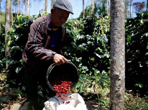 A worker harvests arabica coffee cherries at a plantation near Pangalengan, West Java, Indonesia May 9, 2018. Picture taken May 9, 2018. REUTERS/Darren Whiteside