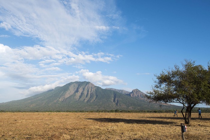Burung merak melintas di padang sabana Bekol di Taman Nasional Baluran, Situbondo, Jawa Timur, Jumat (22/6). Kawasan yang memiliki luas 25 ribu hektar tersebut memiliki sekitar 444 jenis tumbuhan, 26 jenis mamalia, 155 jenis burung dan terdapat lokasi wisata bahari serta lokasi pengamatan burung migran. ANTARA FOTO/M Agung Rajasa/pd/18
