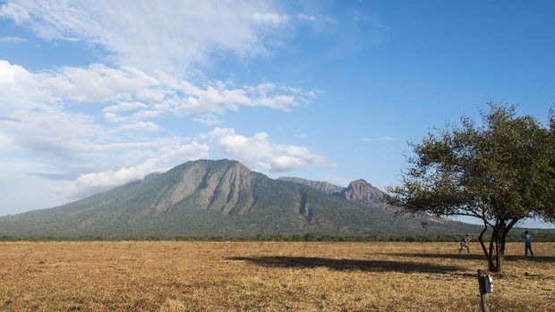 Burung merak melintas di padang sabana Bekol di Taman Nasional Baluran, Situbondo, Jawa Timur, Jumat (22/6). Kawasan yang memiliki luas 25 ribu hektar tersebut memiliki sekitar 444 jenis tumbuhan, 26 jenis mamalia, 155 jenis burung dan terdapat lokasi wisata bahari serta lokasi pengamatan burung migran. ANTARA FOTO/M Agung Rajasa/pd/18