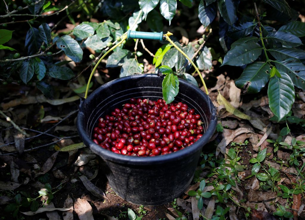 kopi indonesia Freshly harvested arabica coffee cherries are seen in a bucket at a plantation near Pangalengan, West Java, Indonesia May 9, 2018. Picture taken May 9, 2018. REUTERS/Darren Whiteside