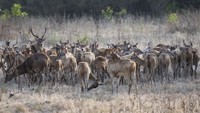 Ratusan rusa berjemur di padang sabana Bekol di Taman Nasional Baluran, Situbondo, Jawa Timur, Jumat (22/6). ANTARA FOTO/M Agung Rajasa.