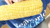 Jagung rebus jadi pilihan camilan vegan untuk Miley. Selain rasanya yang enak, jagung rebus juga punya nutrisi yang banyak untuk tubuh. Foto: Instagram @mileycyrus