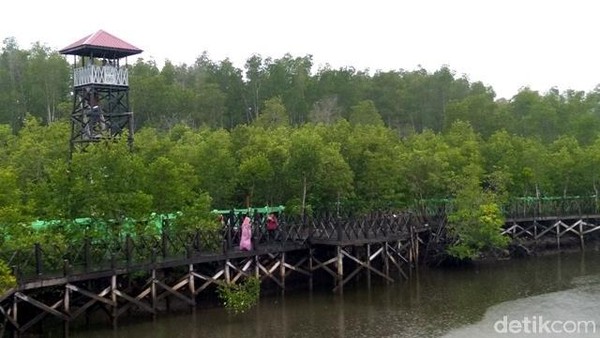 Menempati lahan seluas 5.000 hektare, ada 35 jenis mangrove di hutan ini. Usia tanamannya pun ada yang mencapai ratusan tahun.  (Datuk Haris/detikTravel)