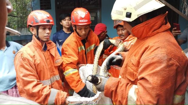 Damkar Tangkap Ular Sanca yang Teror Warga Pasar Rebo