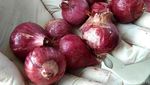Penampakan Bawang Merah Palsu vs Asli