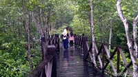 Tempat ini cuma 2 jam dari Langkat atau 3 jam dari Medan. Untuk menyusuri keindahan alam hutan mangrove, pengelola membuat jalan setapak terbuat dari kayu. (Datuk Haris/detikTravel)