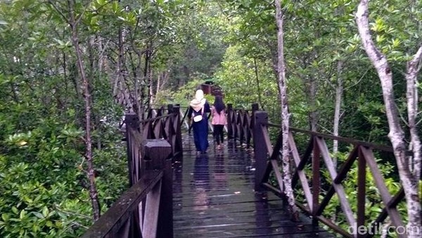 Tempat ini cuma 2 jam dari Langkat atau 3 jam dari Medan. Untuk menyusuri keindahan alam hutan mangrove, pengelola membuat jalan setapak terbuat dari kayu. (Datuk Haris/detikTravel) Tempat ini cuma 2 jam dari Langkat atau 3 jam dari Medan. Untuk menyusuri keindahan alam hutan mangrove, pengelola membuat jalan setapak terbuat dari kayu. (Datuk Haris/detikTravel)