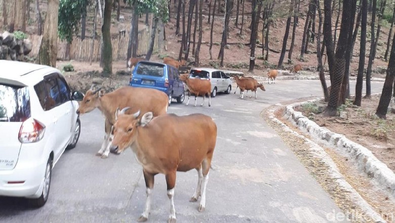 Pamer Jari Bertinta Ungu Pengunjung Taman Safari Bisa Dapat