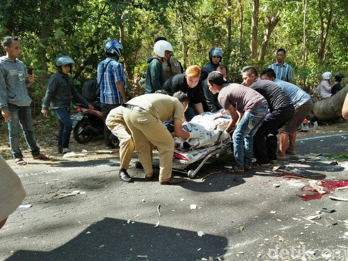 Pohon Sengon Tumbang di Hutan Baluran, Seorang Biker Tewas