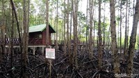 Buat kamu yang belum mengunjungi Hutan Manggrove Kota Langsa, bisa kesana usai mencoblos dalam pilkada. Dijamin asyik, seru dan ketagihan! (Datuk Haris/detikTravel)