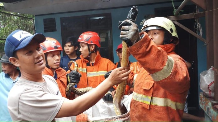 Damkar Tangkap Ular Sanca yang Teror Warga Pasar Rebo