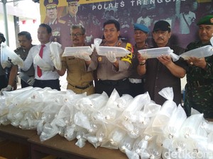 Upaya Penyelundupan 35 Ribu Benur Berhasil Digagalkan