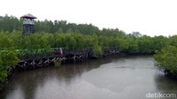 Inilah Hutan Mangrove Langsa di Kuala Langsa, Kecamatan Langsa Barat, Kota Langsa, Aceh. Bisa jadi pilihan liburan usai mencoblos di Pilkada Sumut (Datuk Haris/detikTravel)