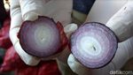 Penampakan Bawang Merah Palsu vs Asli