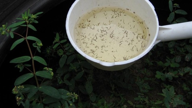 Hujan Terus, Cek Jentik Nyamuk di Tempat-Tempat Ini