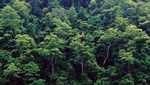 Foto: Liburan Keluarga Bunga Citra Lestari di Malaysia