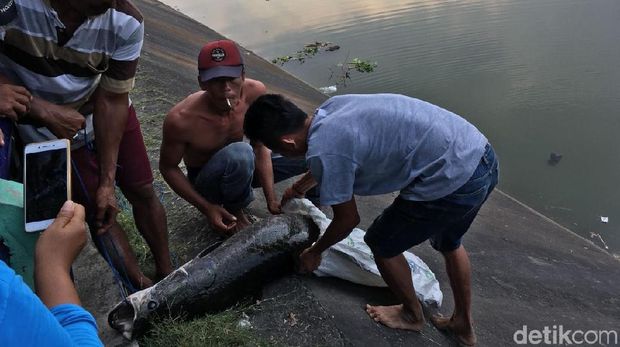 Warga buru Ikan Arapaima untuk dijual. 