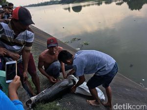 Bahaya, Arapaima yang Masih Berkeliaran di Brantas Siap Bertelur