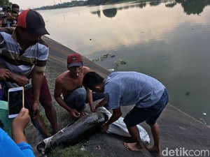 BKSDA Dalami Motif HG Lepas Ikan Arapaima Predator ke Sungai Brantas