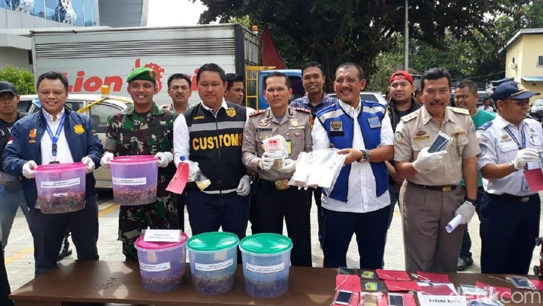 Polisi Ungkap Penyelundupan Lobster yang Libatkan Petugas Maskapai Polisi Ungkap Penyelundupan Lobster yang Libatkan Petugas Maskapai